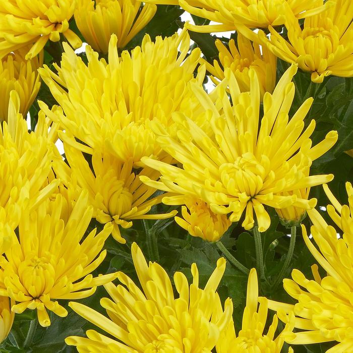 Mum, Yellow Cosmic Solar Yellow - View 14 from www redcrocus com