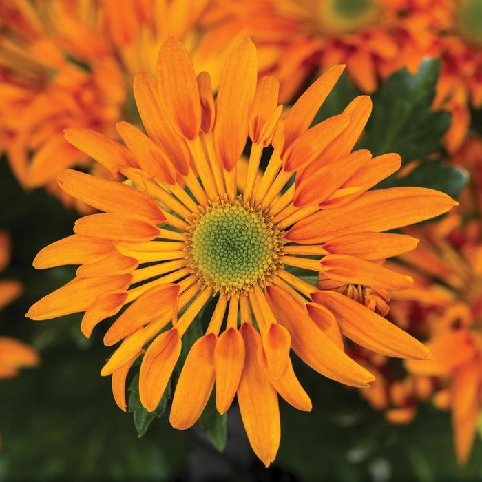Mum, Yellow Cosmic Solar Yellow - View 15 from www redcrocus com