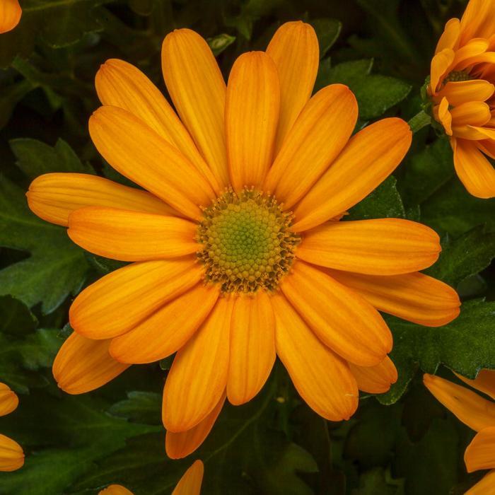 Mum, Yellow Cosmic Solar Yellow - View 20 from www redcrocus com