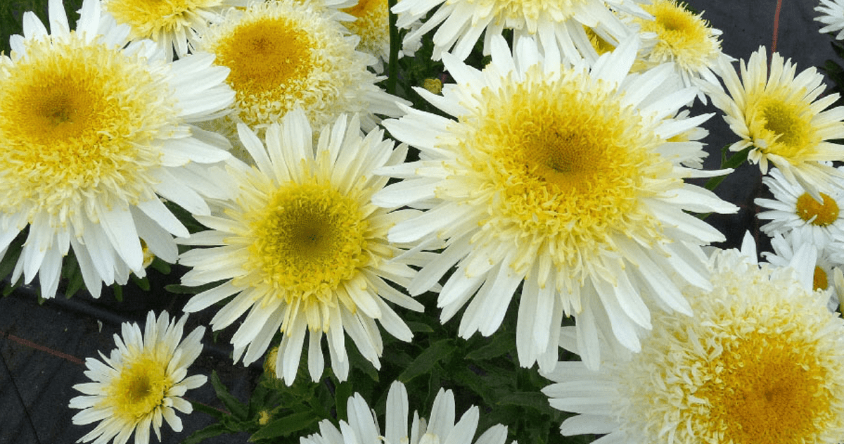 Mum, Yellow Cosmic Solar Yellow - View 22 from www redcrocus com