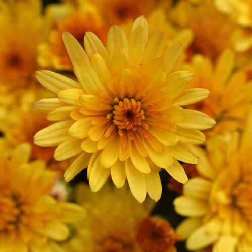 Mum, Yellow Cosmic Solar Yellow - View 2 from www redcrocus com