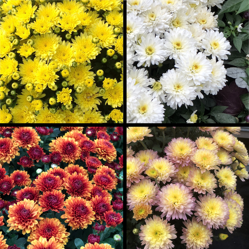 Mum, Yellow Cosmic Solar Yellow - View 30 from www redcrocus com