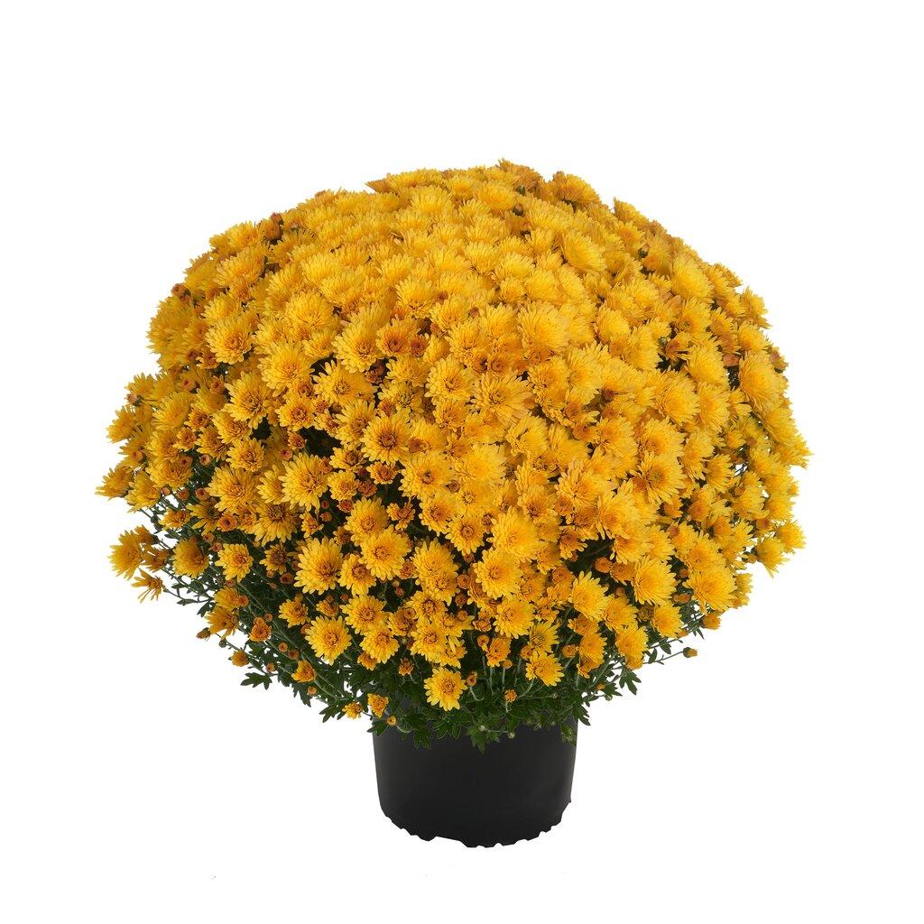 Mum, Yellow Cosmic Solar Yellow - View 4 from www redcrocus com