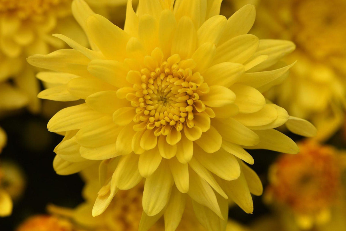 Mum, Yellow Cosmic Solar Yellow - View 7 from www redcrocus com