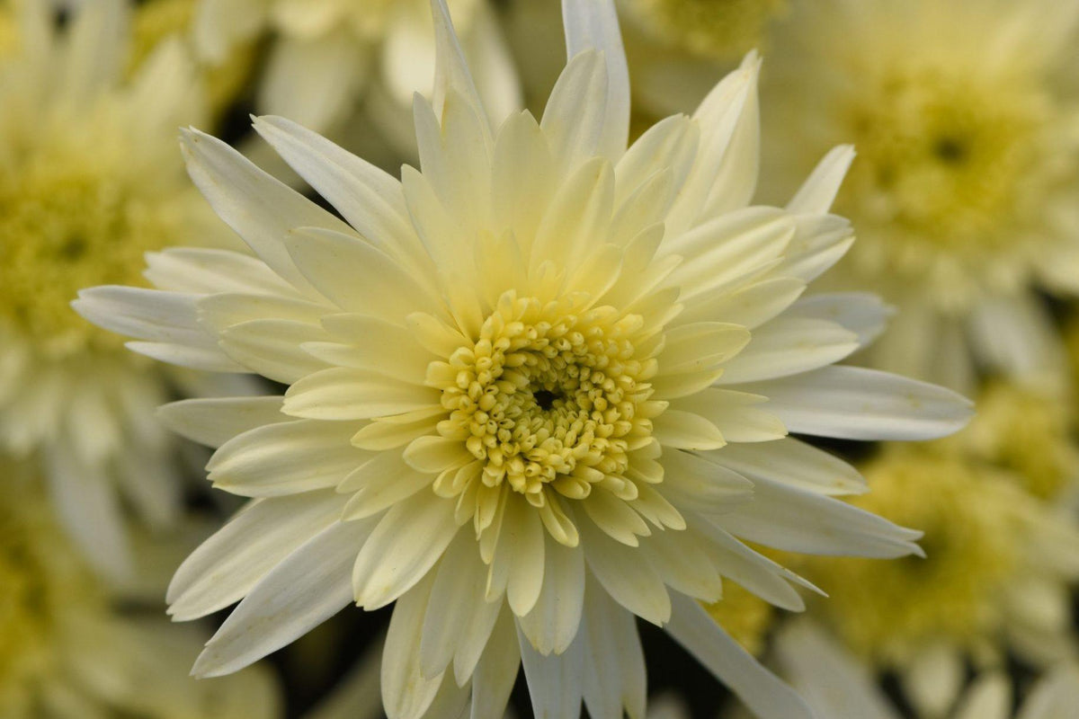 Mum, Yellow Cosmic Solar Yellow - View 8 from www redcrocus com