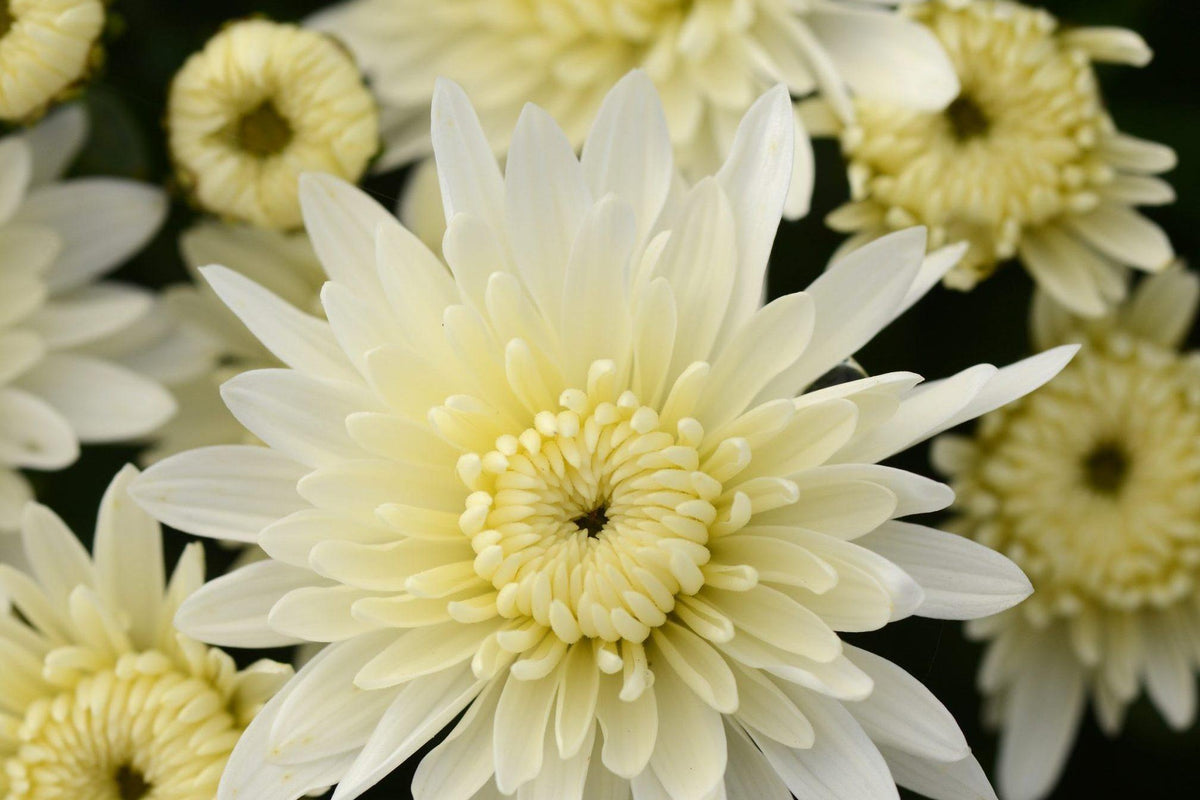 Mum, Yellow Cosmic Solar Yellow - View 9 from www redcrocus com