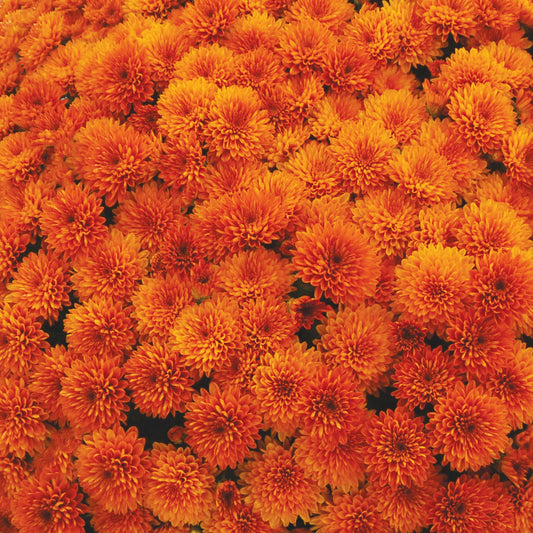 298 Mum, Orange Rhinos Orange - View 10 from www redcrocus com