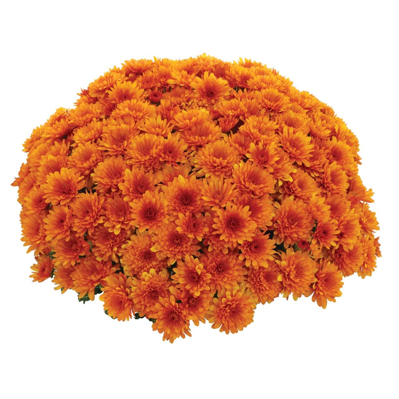 298 Mum, Orange Rhinos Orange - View 13 from www redcrocus com
