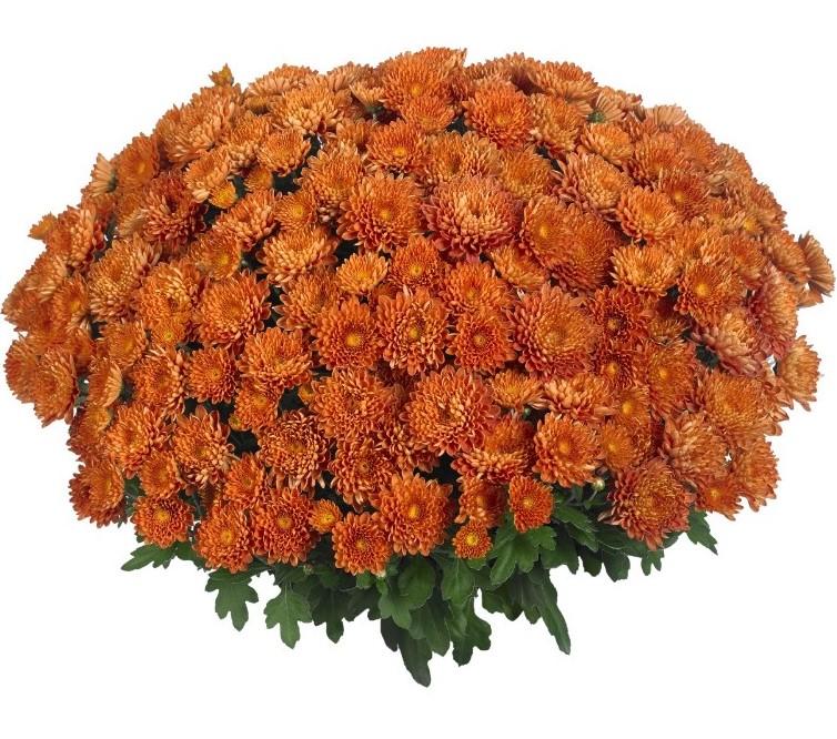 298 Mum, Orange Rhinos Orange - View 21 from www redcrocus com