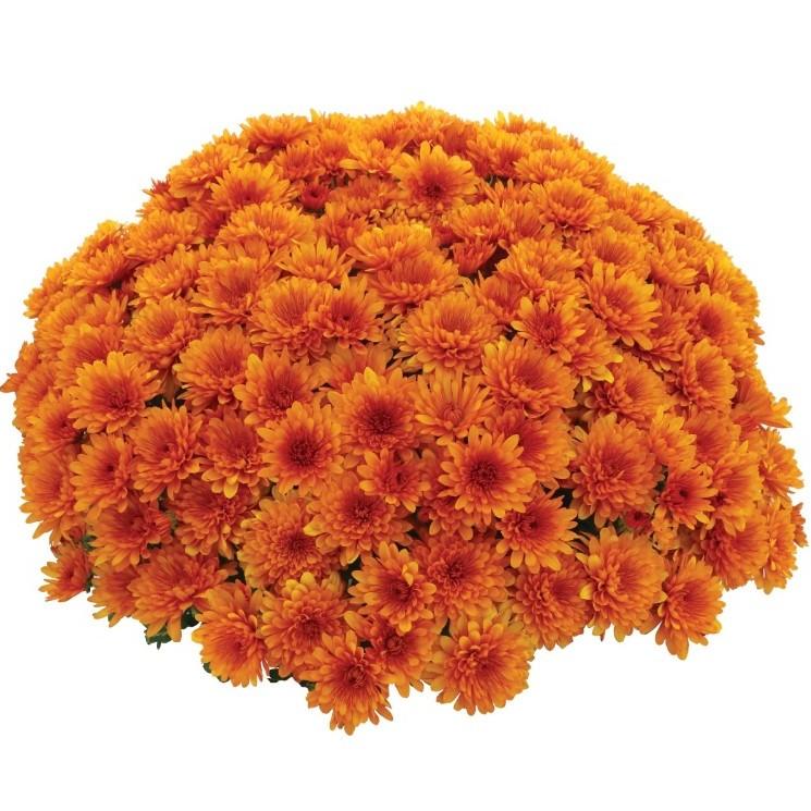 298 Mum, Orange Rhinos Orange - View 22 from www redcrocus com