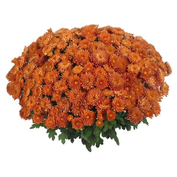 298 Mum, Orange Rhinos Orange - View 7 from www redcrocus com