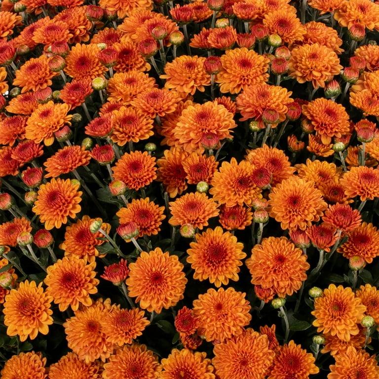 298 Mum, Orange Rhinos Orange - View 8 from www redcrocus com