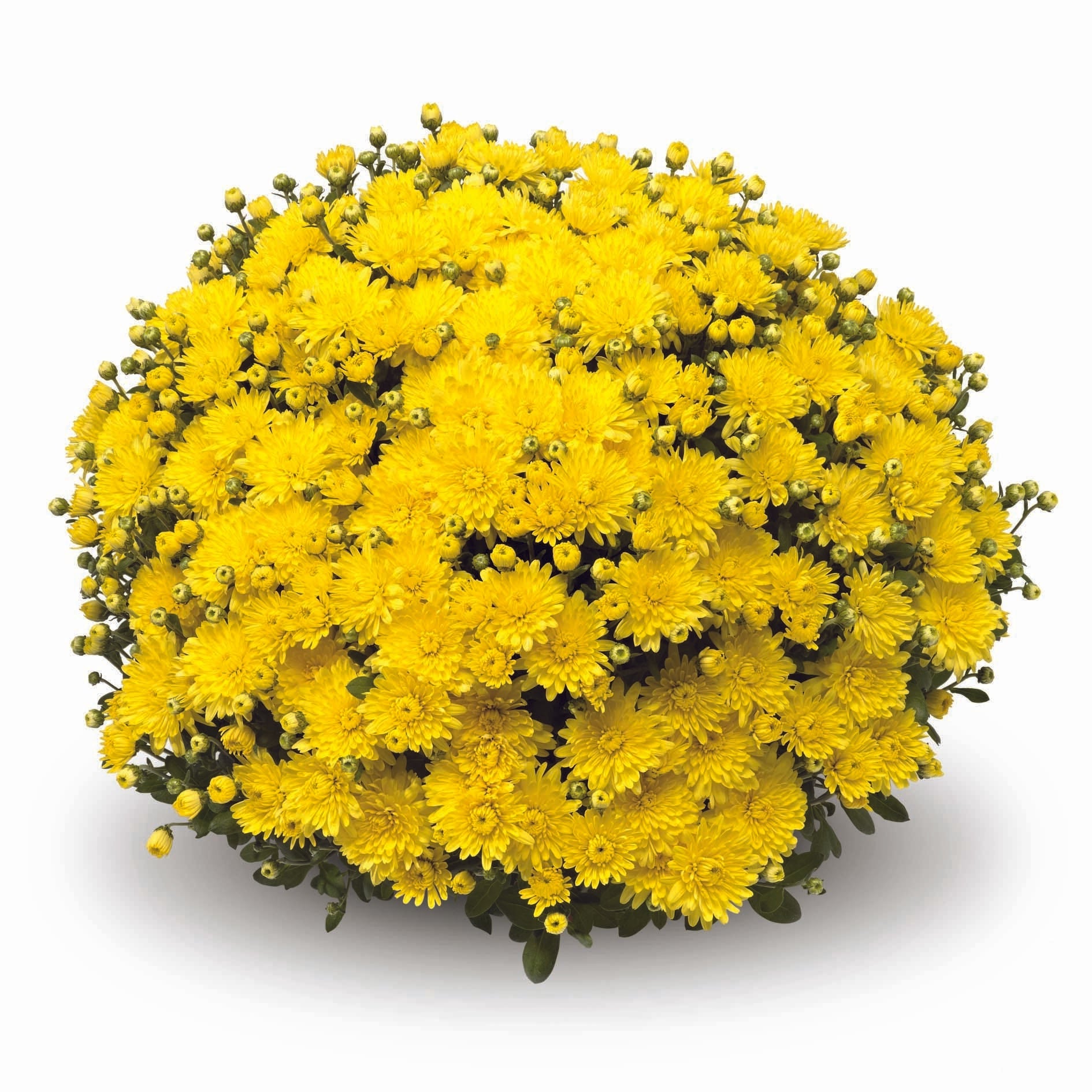 480 Mum, Yellow Amiko Yellow - View 11 from www redcrocus com