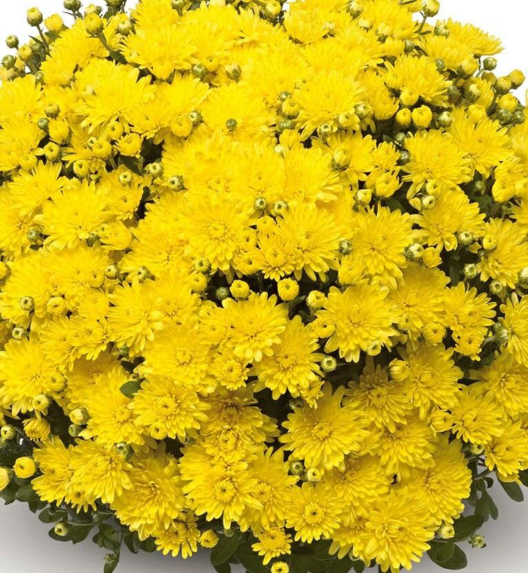 480 Mum, Yellow Amiko Yellow - View 13 from www redcrocus com