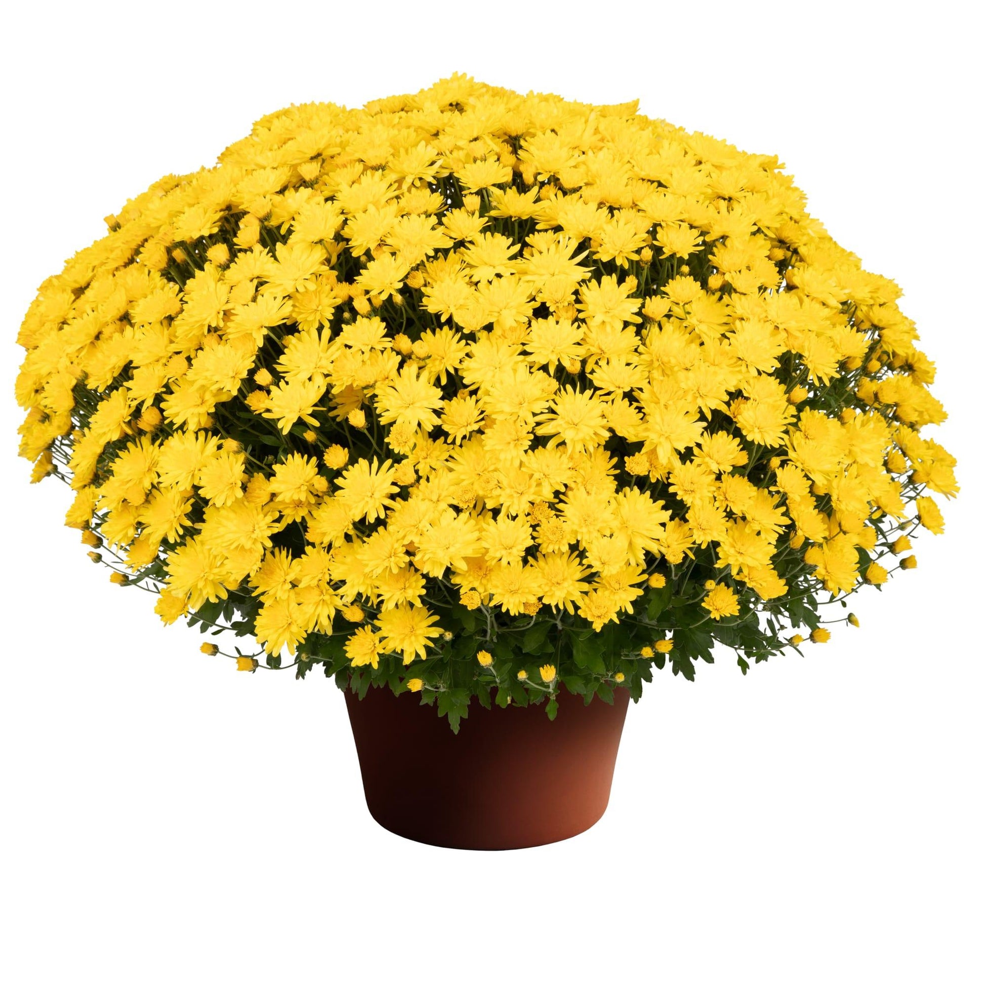 480 Mum, Yellow Amiko Yellow - View 21 from www redcrocus com