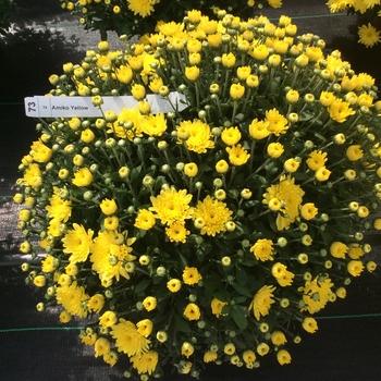 480 Mum, Yellow Amiko Yellow - View 22 from www redcrocus com