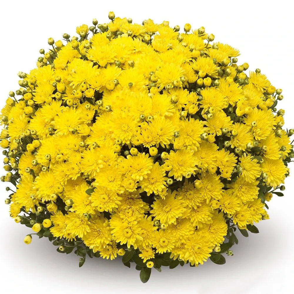 480 Mum, Yellow Amiko Yellow - View 2 from www redcrocus com