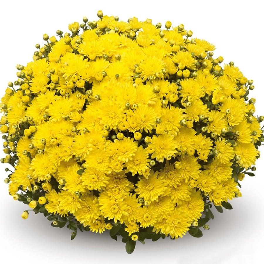 480 Mum, Yellow Amiko Yellow - View 3 from www redcrocus com