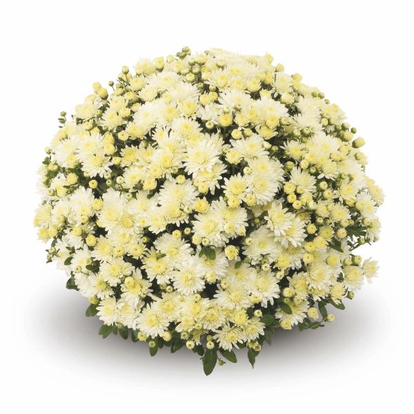 480 Mum, Yellow Amiko Yellow - View 4 from www redcrocus com