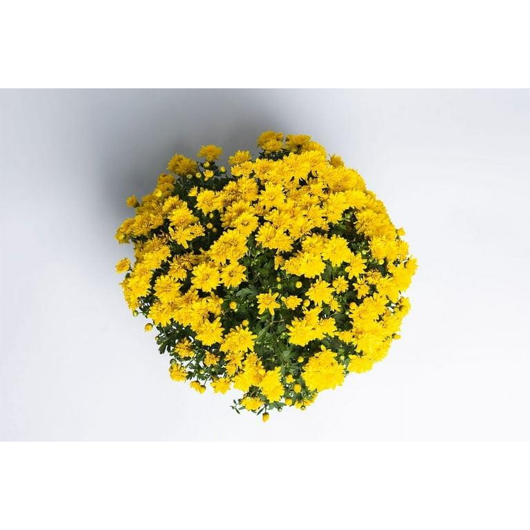 480 Mum, Yellow Amiko Yellow - View 8 from www redcrocus com