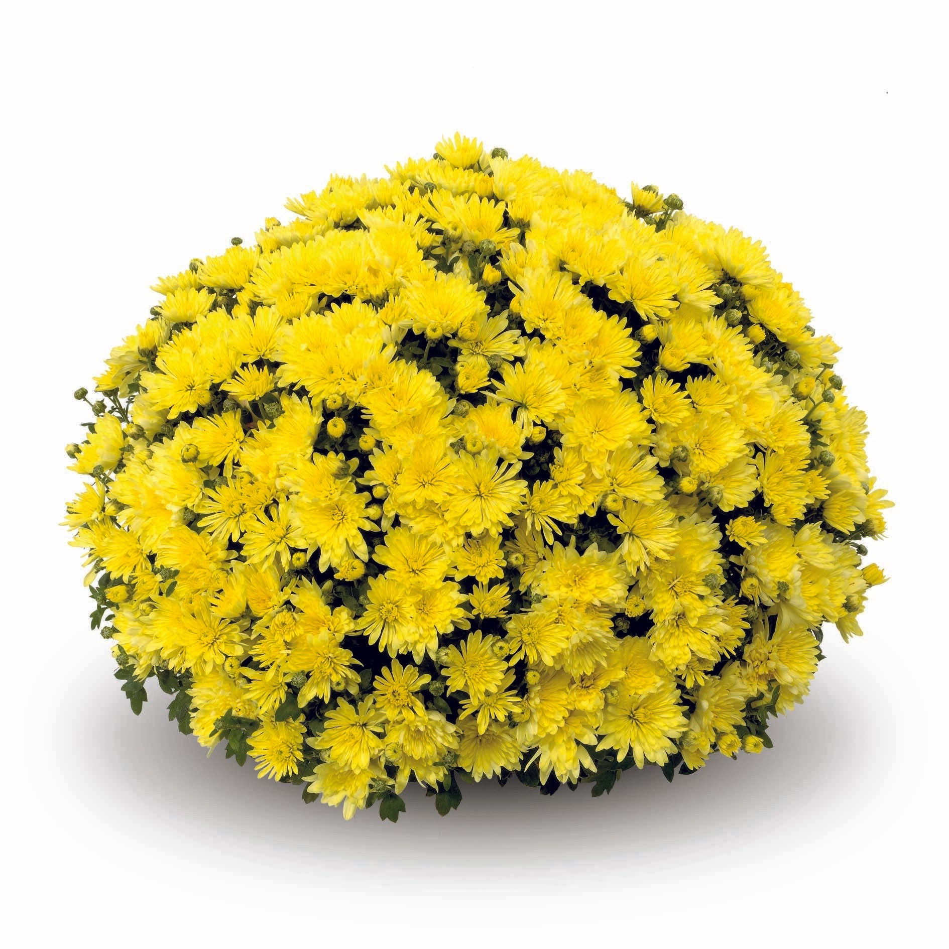 486 Mum, Yellow Aluga Yellow - View 16 from www redcrocus com