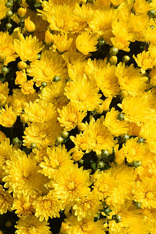 486 Mum, Yellow Aluga Yellow - View 17 from www redcrocus com