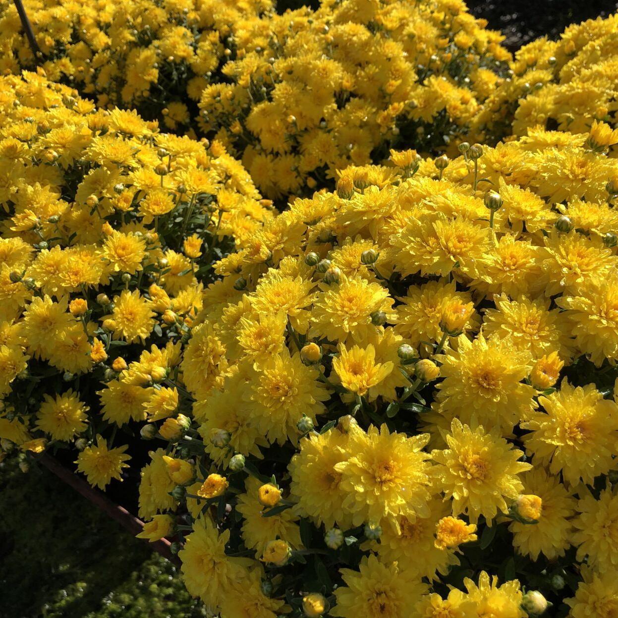 486 Mum, Yellow Aluga Yellow - View 18 from www redcrocus com
