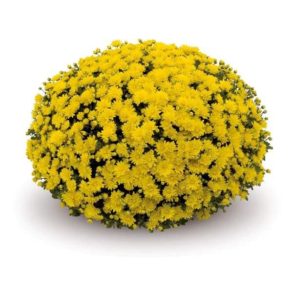 486 Mum, Yellow Aluga Yellow - View 20 from www redcrocus com