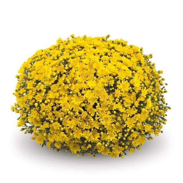 486 Mum, Yellow Aluga Yellow - View 23 from www redcrocus com