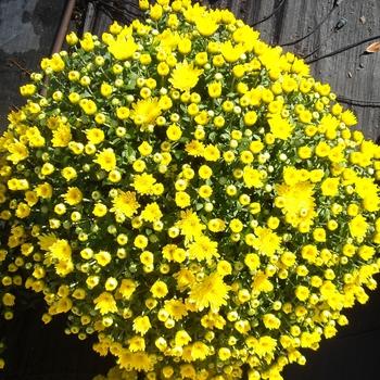 486 Mum, Yellow Aluga Yellow - View 26 from www redcrocus com