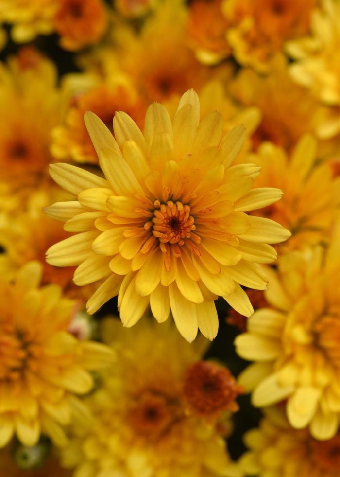 486 Mum, Yellow Aluga Yellow - View 27 from www redcrocus com