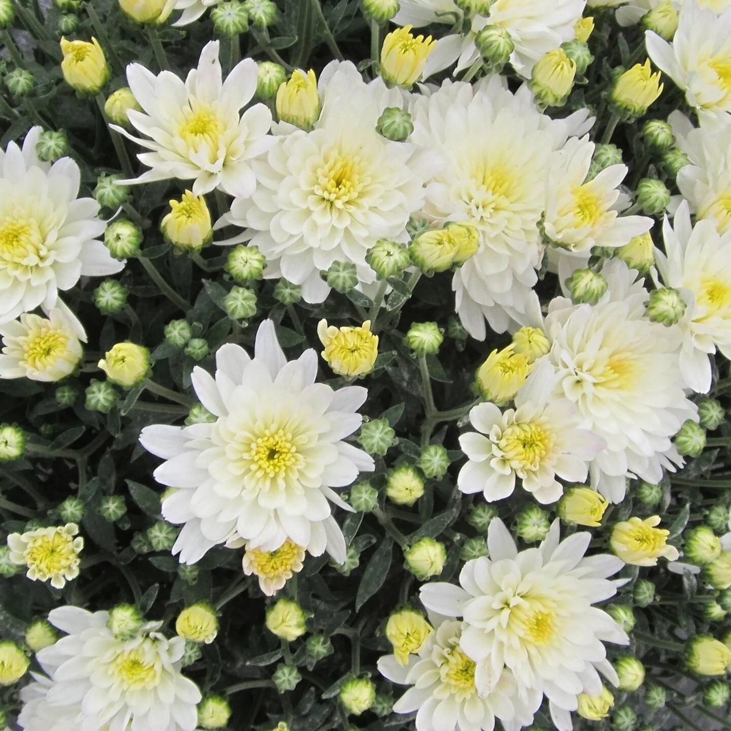 486 Mum, Yellow Aluga Yellow - View 30 from www redcrocus com