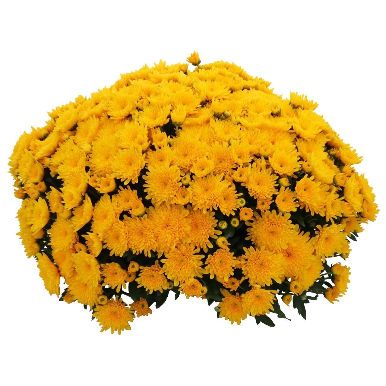 486 Mum, Yellow Aluga Yellow - View 31 from www redcrocus com