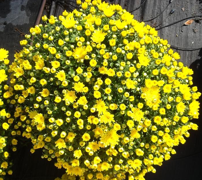 486 Mum, Yellow Aluga Yellow - View 3 from www redcrocus com