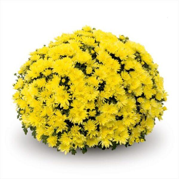 486 Mum, Yellow Aluga Yellow - View 4 from www redcrocus com