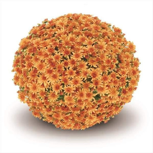 513 Mum, Orange Fonti Orange - View 1 from www redcrocus com