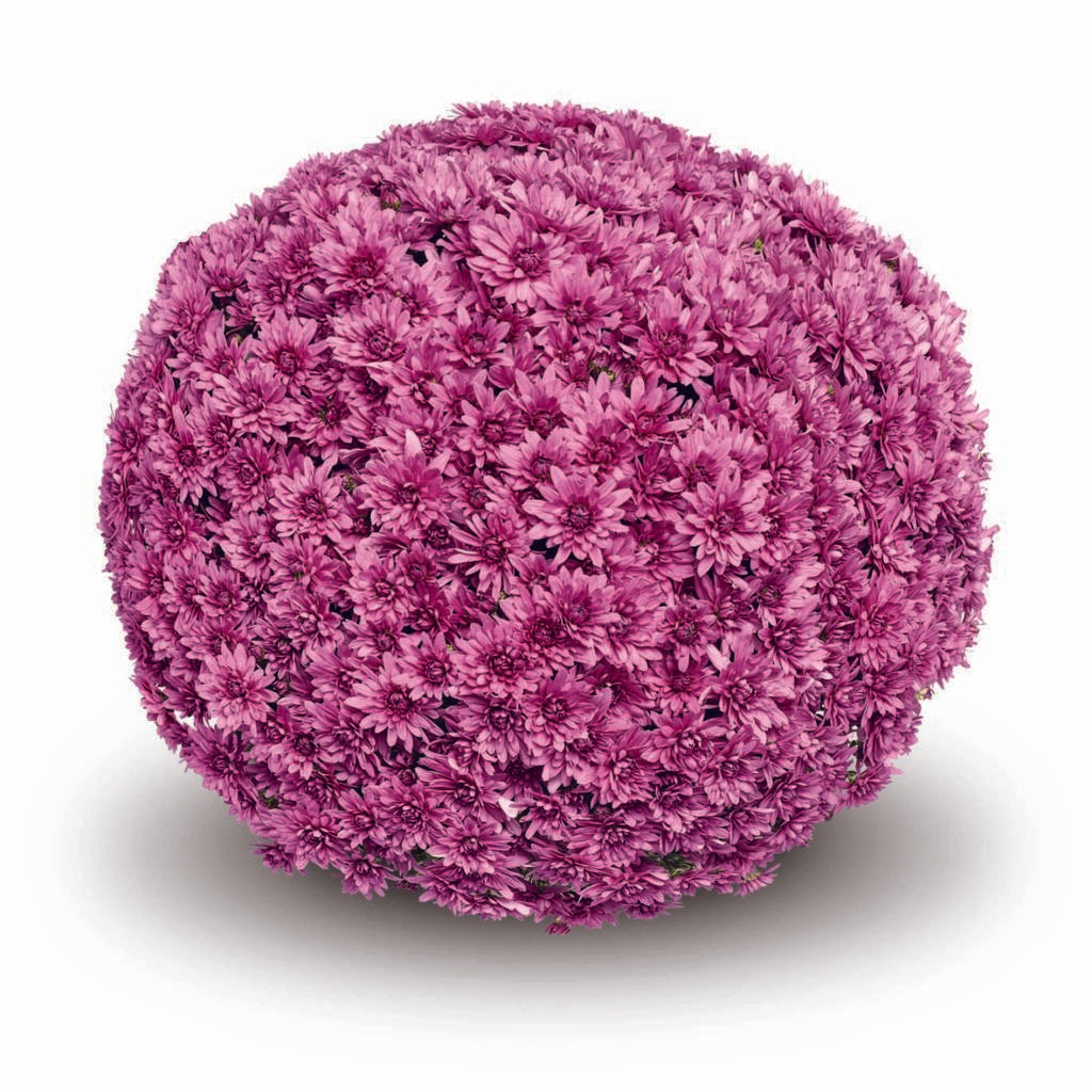 524 Mum, Pink Magnus Pink - View 19 from www redcrocus com