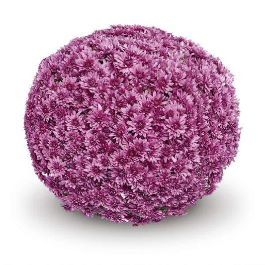 524 Mum, Pink Magnus Pink - View 1 from www redcrocus com