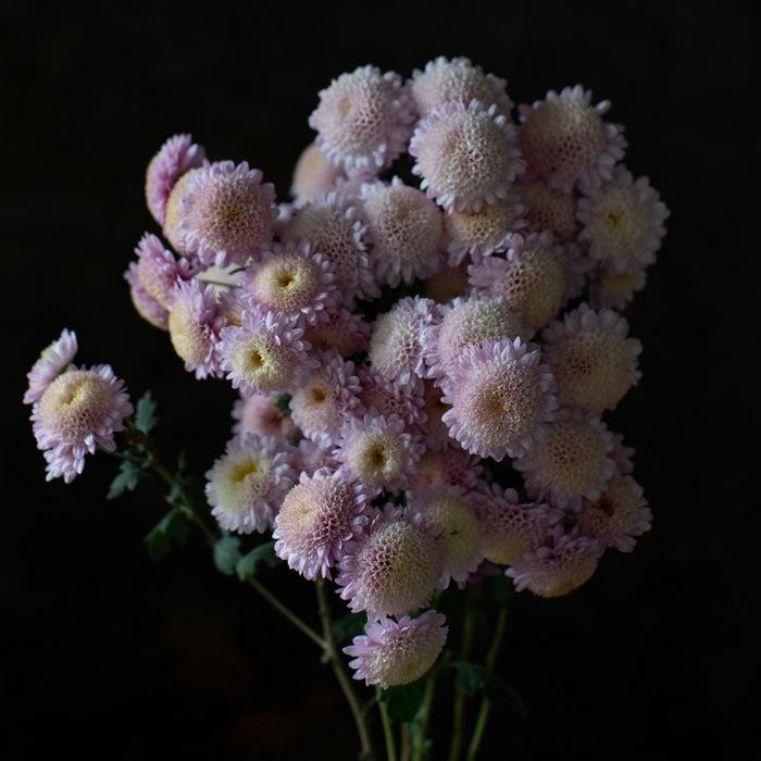 524 Mum, Pink Magnus Pink - View 21 from www redcrocus com