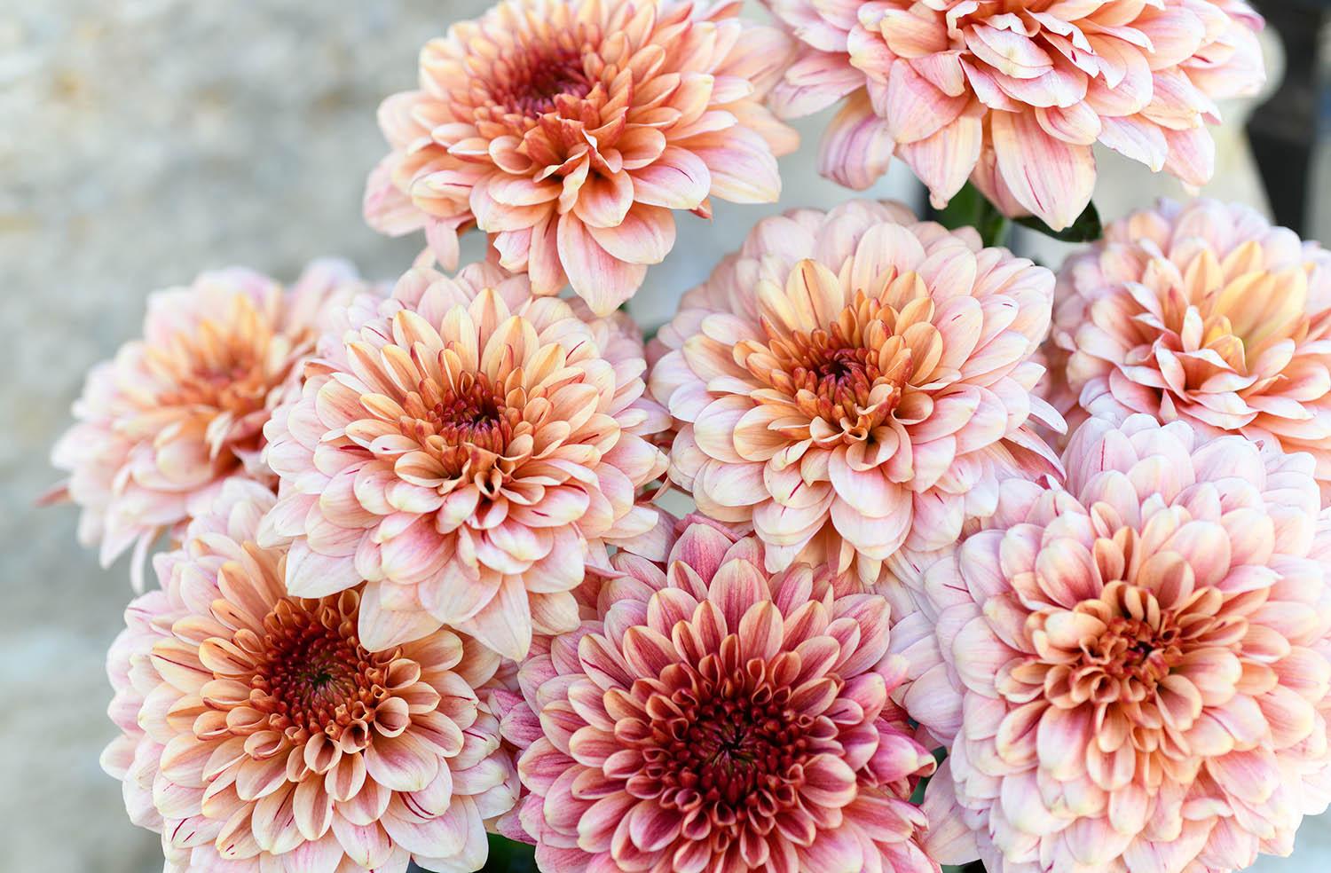 524 Mum, Pink Magnus Pink - View 22 from www redcrocus com