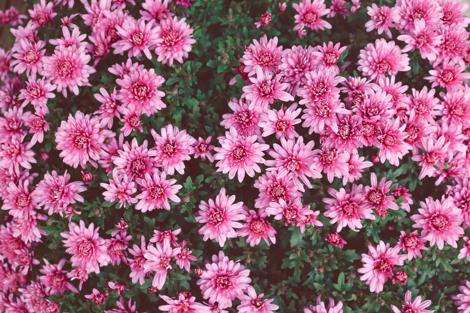 524 Mum, Pink Magnus Pink - View 32 from www redcrocus com
