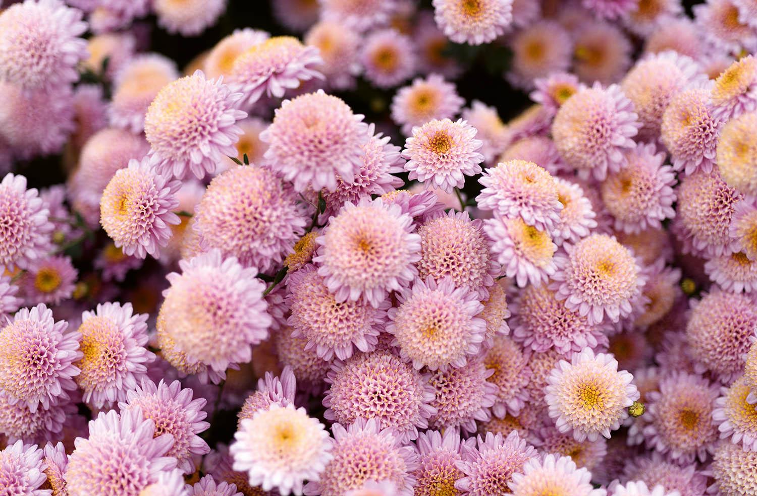 524 Mum, Pink Magnus Pink - View 36 from www redcrocus com