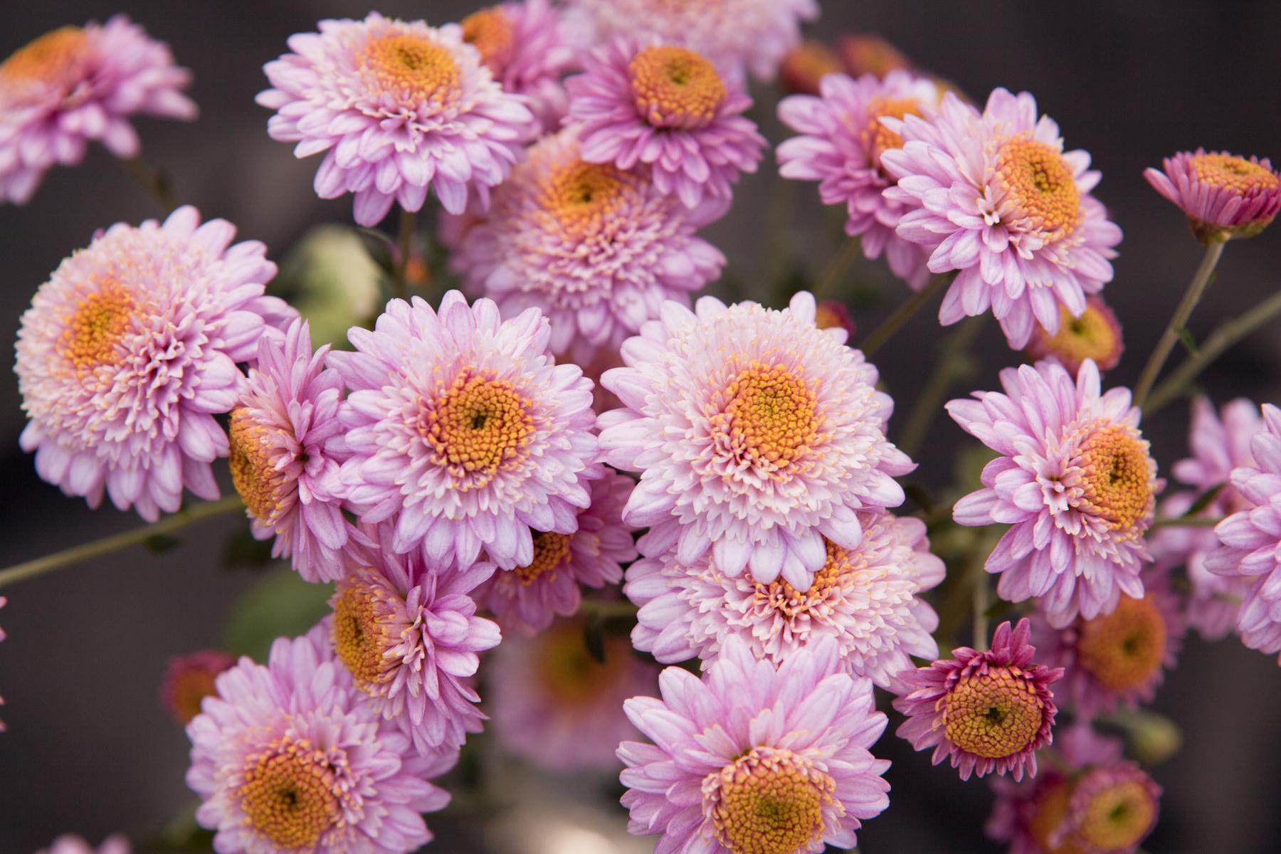 524 Mum, Pink Magnus Pink - View 3 from www redcrocus com