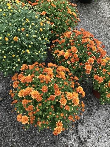 169 Mum Orange Padre Orange - View 7 from www redcrocus com
