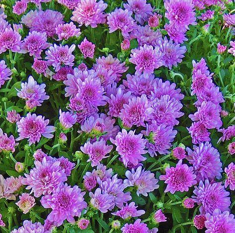 226 Mum Purple Pobo Lavender Purple - View 10 from www redcrocus com