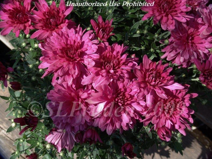 245 Mum Purple Venus Purple - View 1 from www redcrocus com