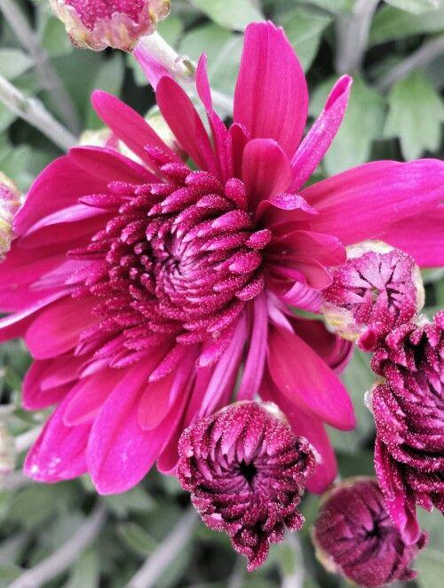 245 Mum Purple Venus Purple - View 6 from www redcrocus com