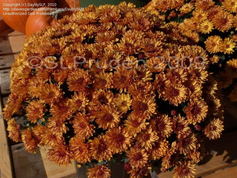 266 Mum Orange Spicy Cheryl Orange - View 11 from www redcrocus com