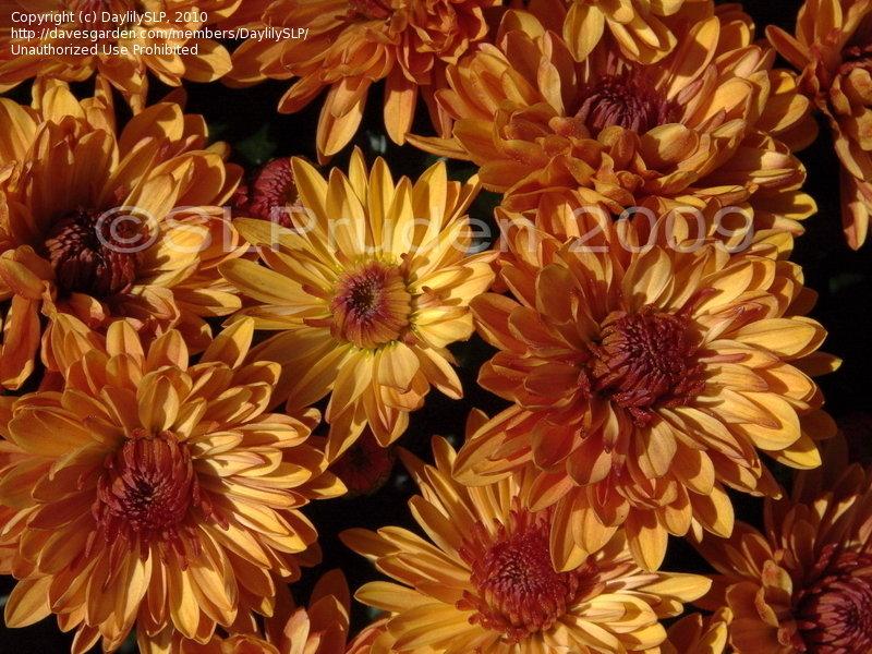 266 Mum Orange Spicy Cheryl Orange - View 13 from www redcrocus com