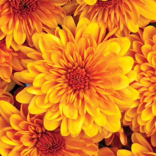266 Mum Orange Spicy Cheryl Orange - View 1 from www redcrocus com